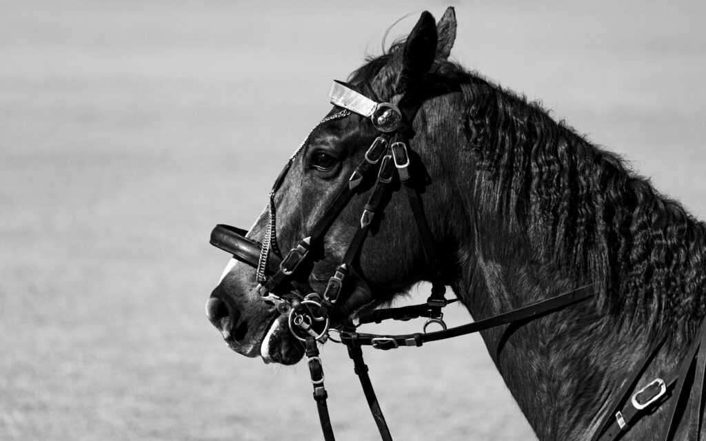 Horse Racing Betting Tips: How to Find Value on the Track