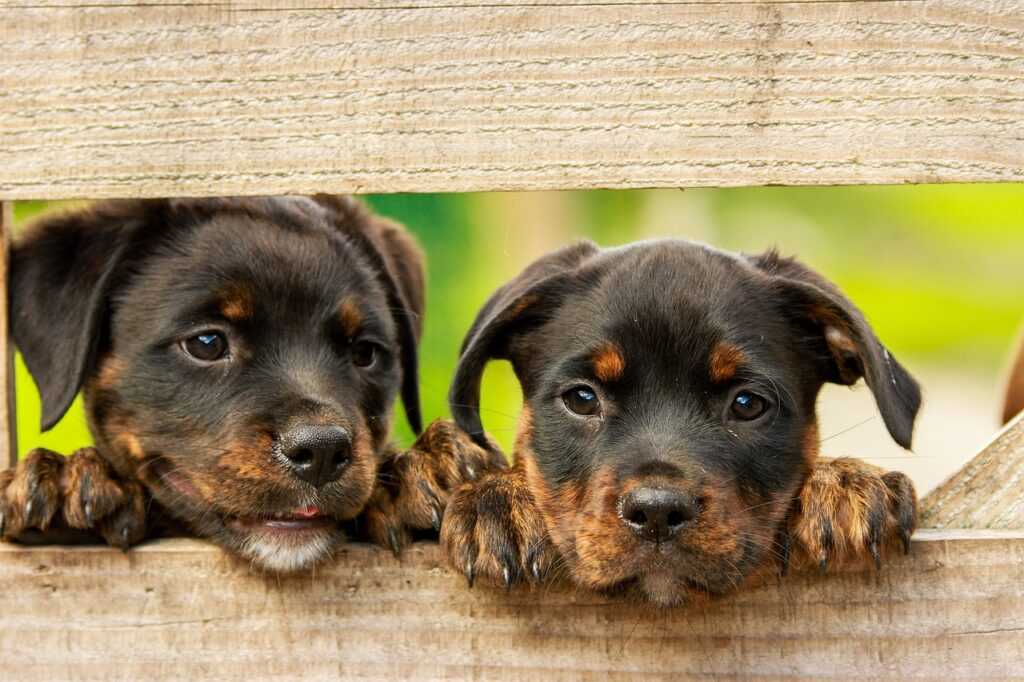 abrilcutee