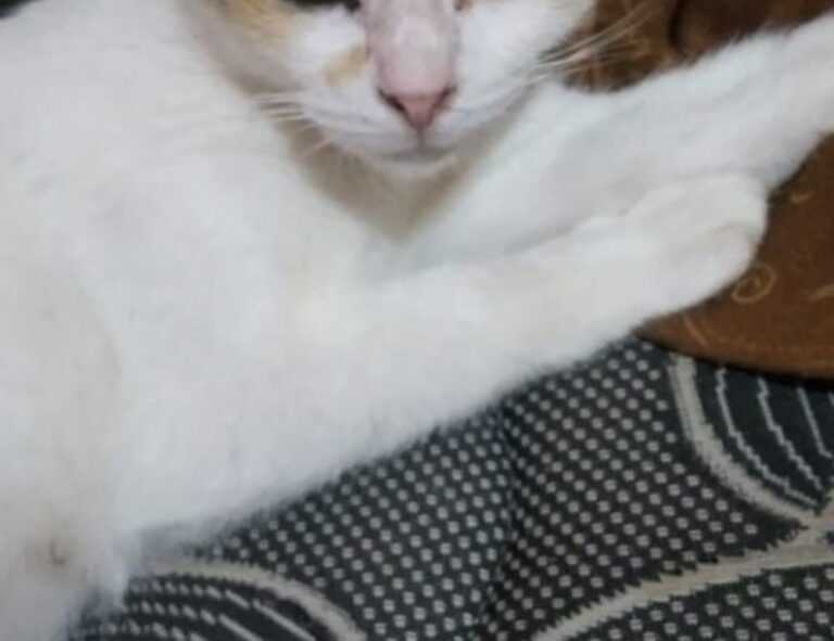 colespromo.carltondry.com.au