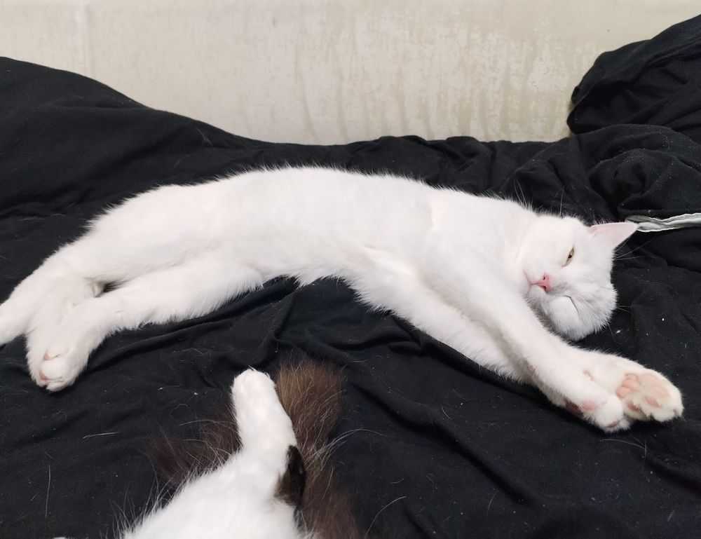 gnmicellarcleaningwaterpink400ml